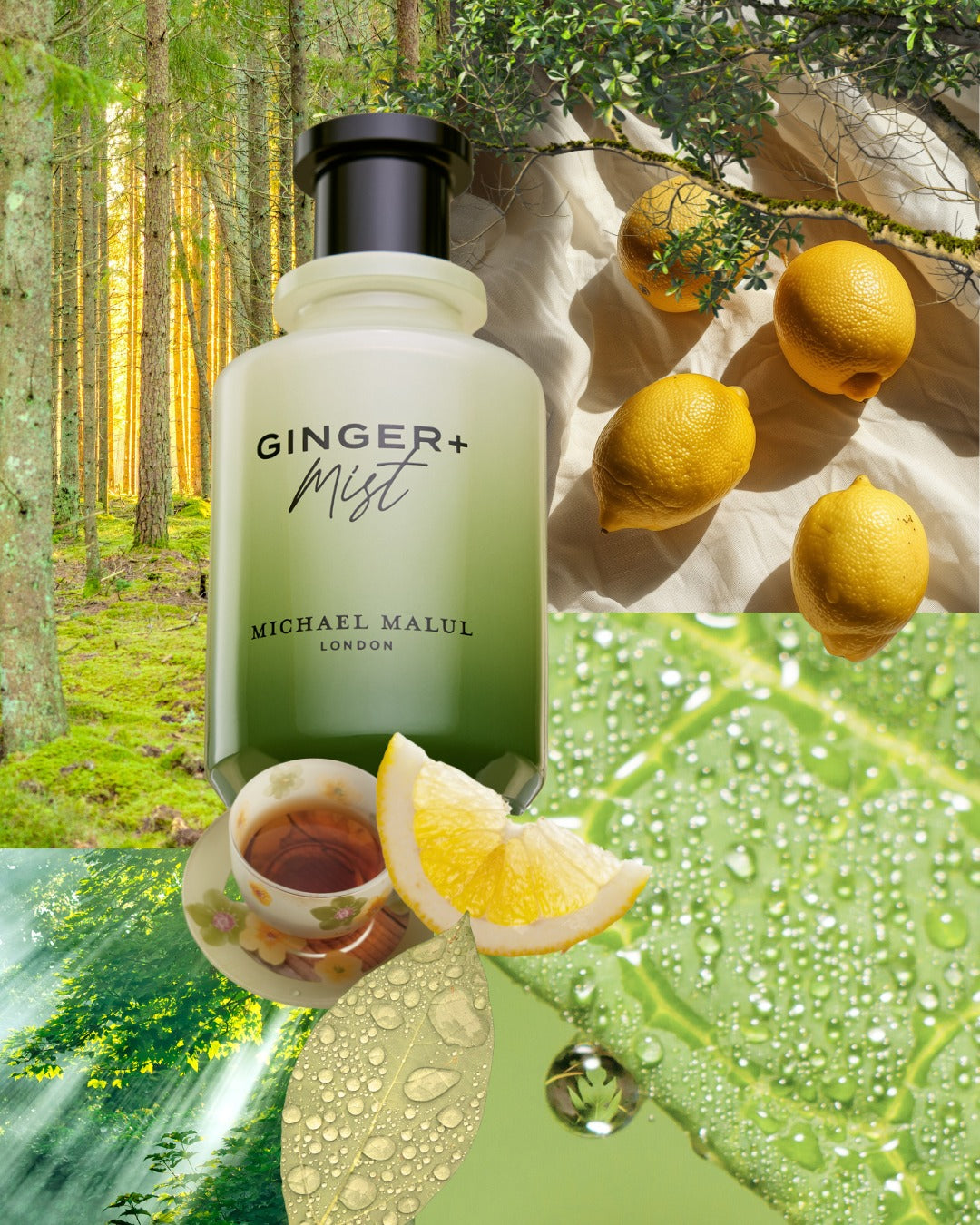 GINGER+MIST MICHAEL MALUL